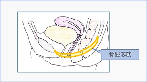 女性泌尿器科疾患 筑波大学腎泌尿器外科診療グループ